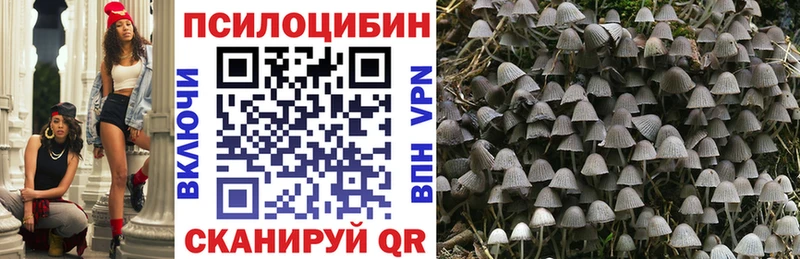 Галлюциногенные грибы Psilocybe  Купить где  Киселёвск 
